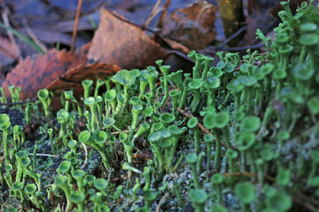  Cladonia fimbriata or the trumpet cup lichen