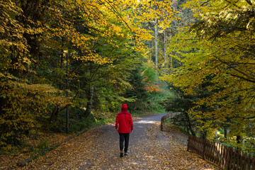 Fototapeta premium Autumn Season Reflections in the Golcuk National Park, Golcuk Lake Bolu, Turkey