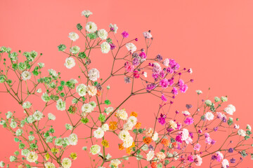 Colorful gypsophila twigs. Delicate graceful twigs with flowers on pink background.