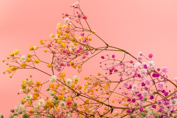 Obraz na płótnie Canvas Colorful gypsophila twigs. Delicate graceful twigs with flowers on pink background.