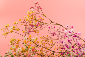 Colorful gypsophila twigs. Delicate graceful twigs with flowers on pink background.