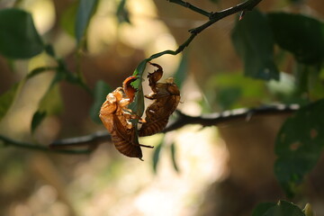 一枚の木の葉の表と裏に二匹のセミの抜け殻