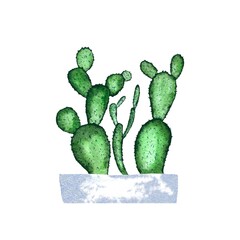 Green cactus branch white pot watercolor sketch 