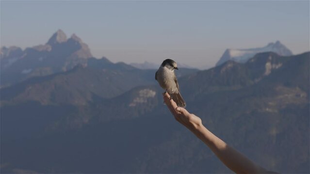 Small Birds, Whiskey Jack, on Woman Hiker Hand in Canadian Landscape. Elk Mountain, Chilliwack, East of Vancouver, British Columbia, Canada. Adventure Travel Concept. Slow Motion