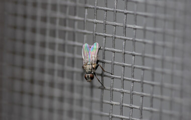 Una piccolissima mosca adagiata sulla zanzariera