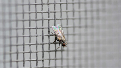 Una piccolissima mosca adagiata sulla zanzariera