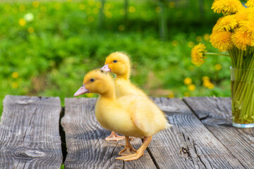 Two yellow ducklings stand on old wooden table next bouquet of golden dandelions on green background.Selective focus on ducks, artistic intent. Ducklings look into cell and stand on old wooden table.