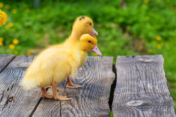 Two little cute yellow ducklings on old wooden table against backdrop of green field in dandelions. Two ducklings on old wooden table.