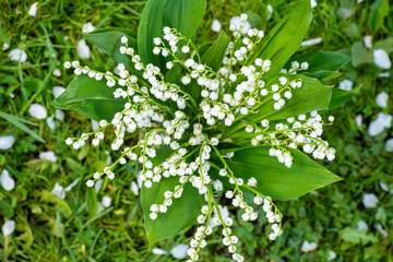 Bouquet of small white lily-of-the-valley flowers with large green leaves against background of grass and white petals on sunny day view from above. Lilies of valley against background of grass.