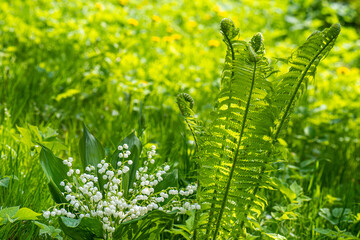 Small lilies of valley and long green fern on sunny day on green background. Lilies of valley and fern against background of another grass.