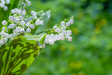 Selective focus on lily of valley flower, with artistic background blur.