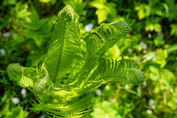 Green fern on sunny day against background of other small plants is viewed from above. Selective focus on fern flower in artistic background defocus. Fern on sunny day view from above.