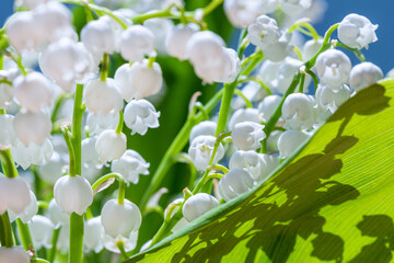 Many white lily of valley flowers on thin green stems with large close-up leaves. Flowers of lilies of valley are illuminated by sunlight.
