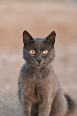 Black cat looking at the camera on the beach at sunset. High quality photo.
