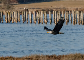 Eagle flying with two eagles on a post in the background