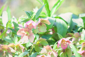 Pink Hellebores flowers grow in spring light garden. Beauty Helleborus purpurascens blooming, soft...