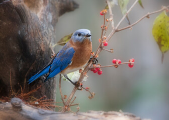 bluebird with red berry