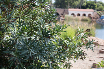 Healthy oleander bush with no flowers against a mediterranean blurred scene in a river shore.