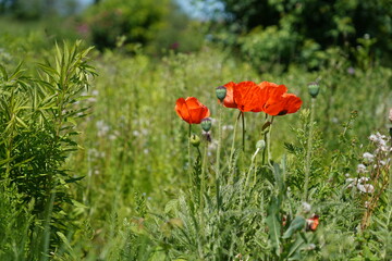 Blumen im Park bei Leverkusen am Rhein