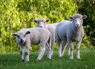 New Zealand sheep grazing  - obrazy, fototapety, plakaty