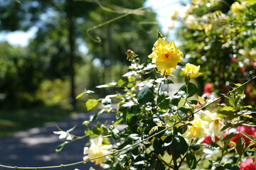 Blumen im Park bei Leverkusen am Rhein