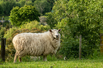 New Zealand sheep grazing 