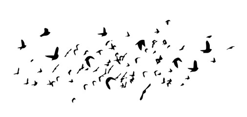 A flock of flying birds. Free birds. Vector illustration