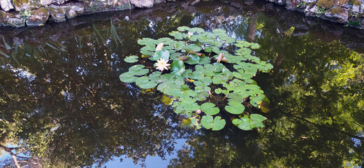 green water lilies in a fresh pond in the botanical park of pisa