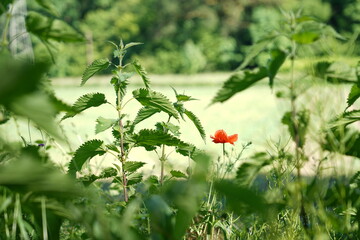 Fototapete bei efototapeten.de bestellen   