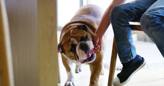 Dog, Funny Eating And Food From Kid Hand At Home On A Morning With Pet Under Table. Puppy, Bulldog And Child Feeding Bacon To A Animal On The Floor In A House Together At Breakfast With Love And Care