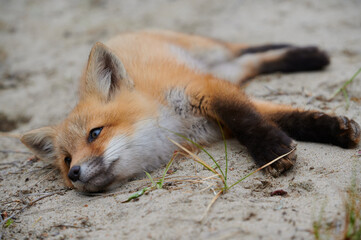 Adorable wild baby red fox laying down at the beach, Nova Scotia, Canada