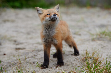 Wild baby red fox at the beach smelling the air, Nova Scotia, Canada