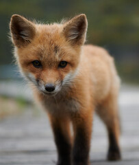 Adorable curious baby red fox, Nova Scotia, Canada