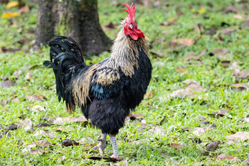 View of a big heavy rooster standing