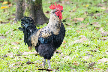 View of a big heavy rooster standing