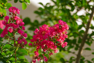 サルスベリ（百日紅）