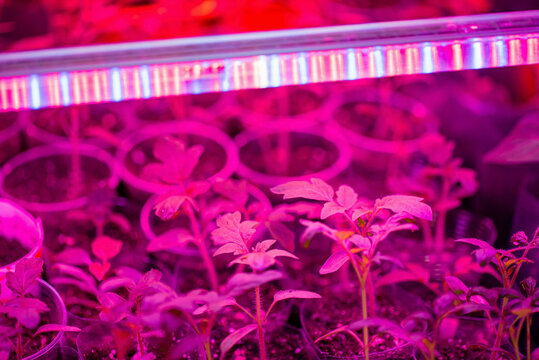 Growing seedlings under special artificial LED lamps with a spectrum favorable for plants without sunlight