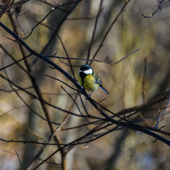 A great tit sits on a leafless branch in the wild in early spring, close-up.