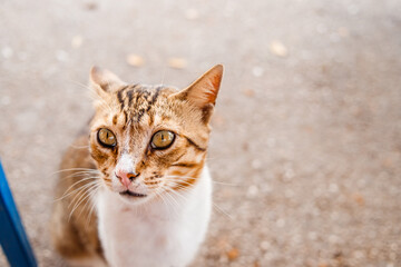 sad eyes and face of an adorable fluffy white-red kitten.A beautiful kitten on a city street, close-up in sunny weather.Stray cats are on the street. Animal protection. copy space