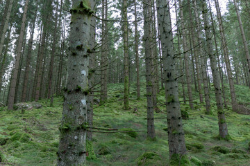 Obraz premium Old forest where there is a lot of moss
