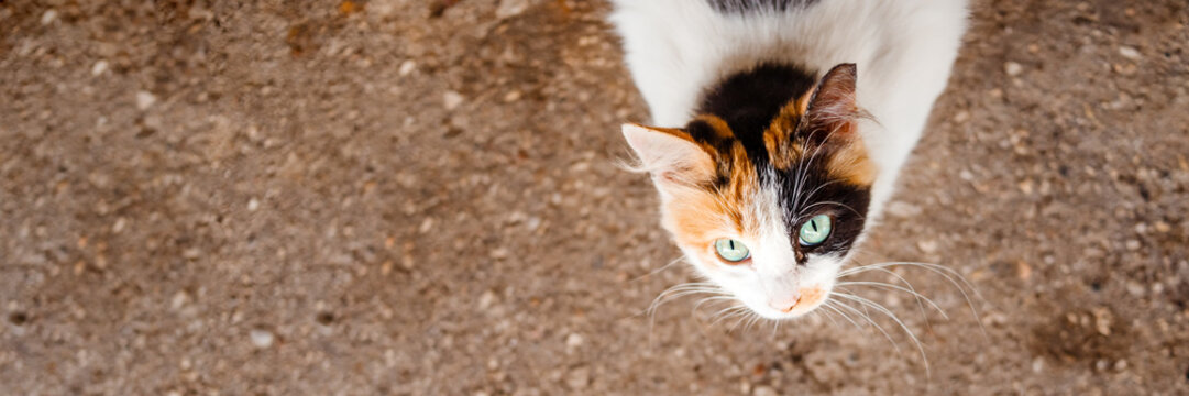 A beautiful kitten on a city street, close-up in sunny weather.Young tricolor fluffy kitten. Adorable white-red, black cat.problem of stray animals.copy space. web banner