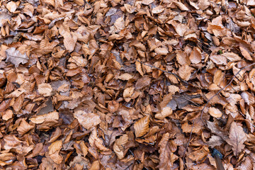 fallen leaves in the forest