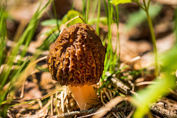 Morel Mushrooms growing in a clump in the spring