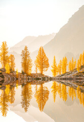 A beautiful landscape image from the Pacific Northwest featuring golden larch trees. Captured in...