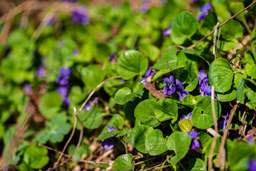 English violet (viola odorata) flower in bloom