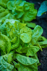 organic lettuce in the garden