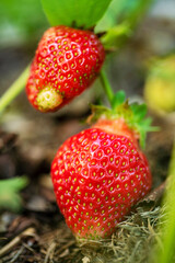 organic strawberries in the garden