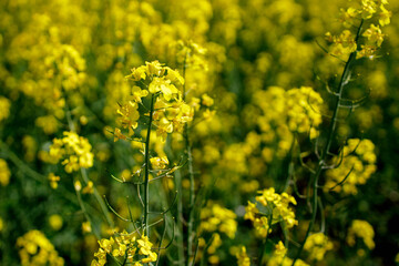 Close up blooming rapeseedin agricultural field. Rapeseed is grown for the production of animal feeds, vegetable oils and biodiesel
