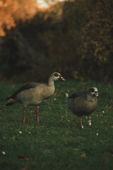 Family of Egyptian geese walking in park