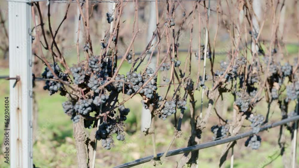 Poster closeup of a wine grape in vineyard